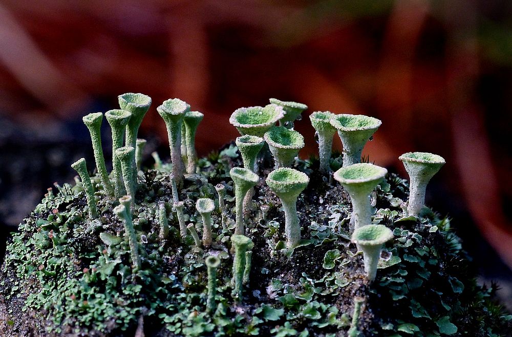 Cladonia asahinae (commonly known as the pixie cup lichen)