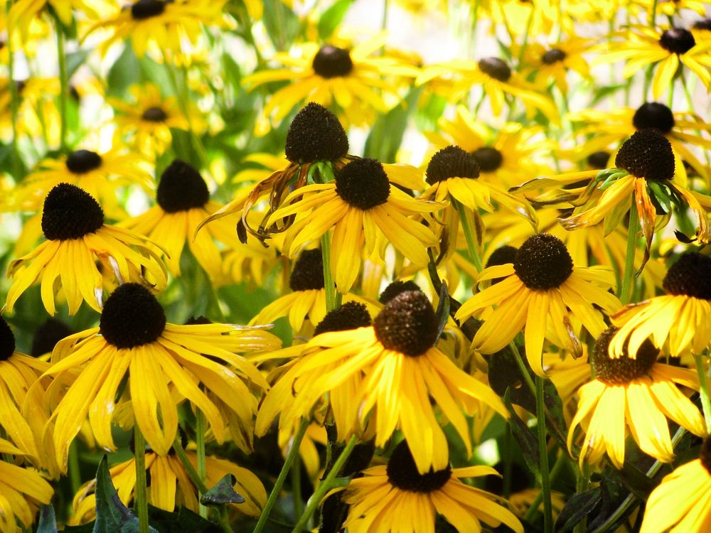 Group of Small Yellow Sunflowers.