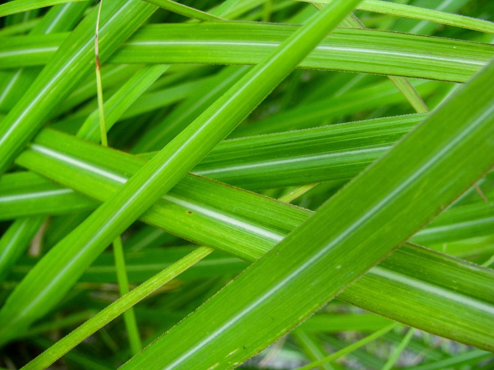 Green Grass Blades.