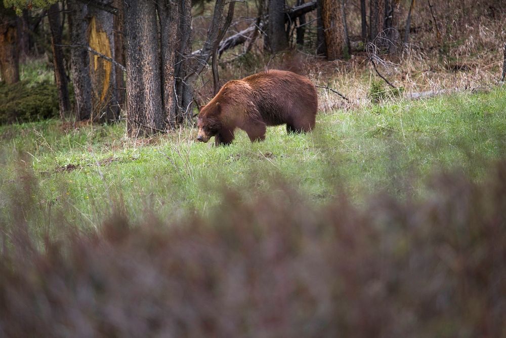 Cinnamon colored black bear near Soda Butte Creek by Neal Herbert. Original public domain image from Flickr