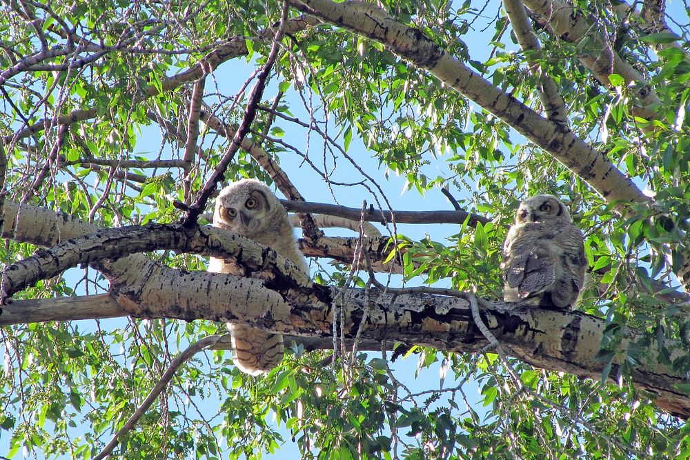 Great horned owlets on tree. Original public domain image from Flickr