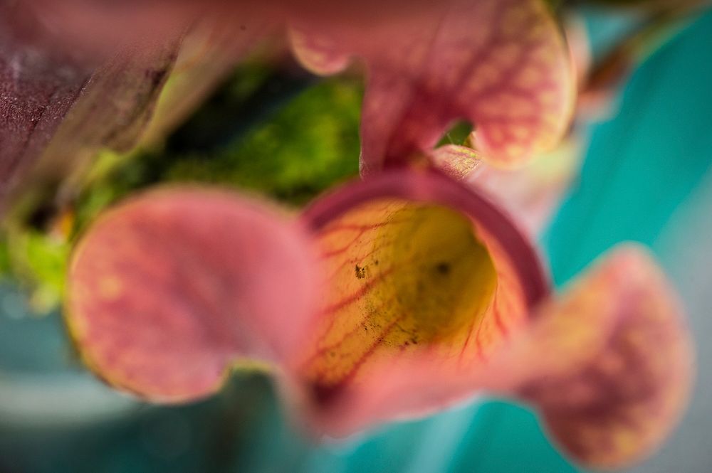 Carnivorous pitcher plants are displayed at the U.S. Department of Agriculture’s (USDA) Pollinator Week Festival at USDA’s…