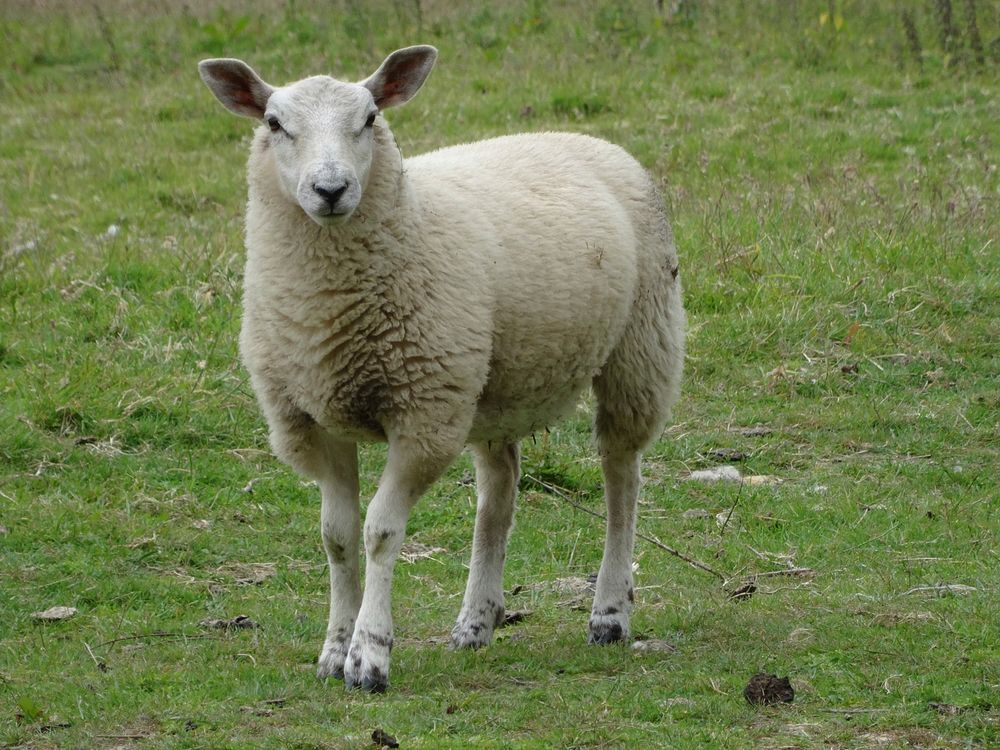 SHEEP. Original public domain image from Flickr