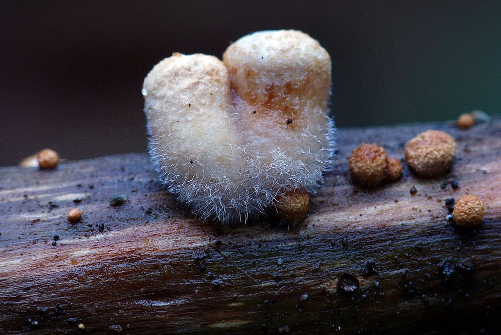 Nidula candida (woolly birdsnest fungi).