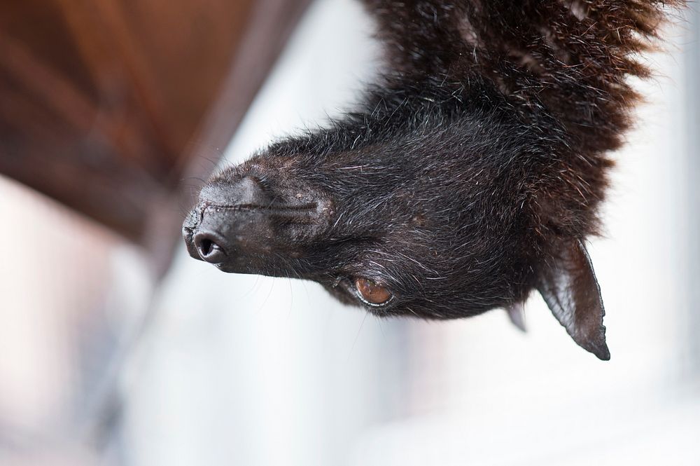A Malayan flying fox (large fruit bat) is one of four of bats on display by the Organization for Bat Conservation during the…