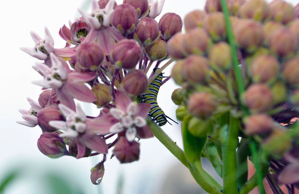 Monarch Caterpillar on Common MilkweedPhoto by Joanna Gilkeson/USFWS. Original public domain image from Flickr