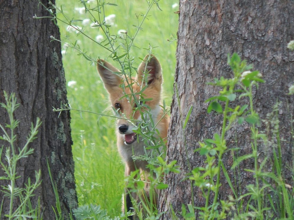 Red FoxThis mother fox of three had her eyes on some goslings near the Tamarac National Wildlife refuge visitor center.…