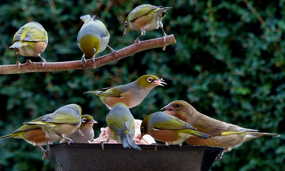 Waxeyes at the feeder.The silvereye – also known as the wax-eye, or sometimes white eye – is a small and friendly olive…