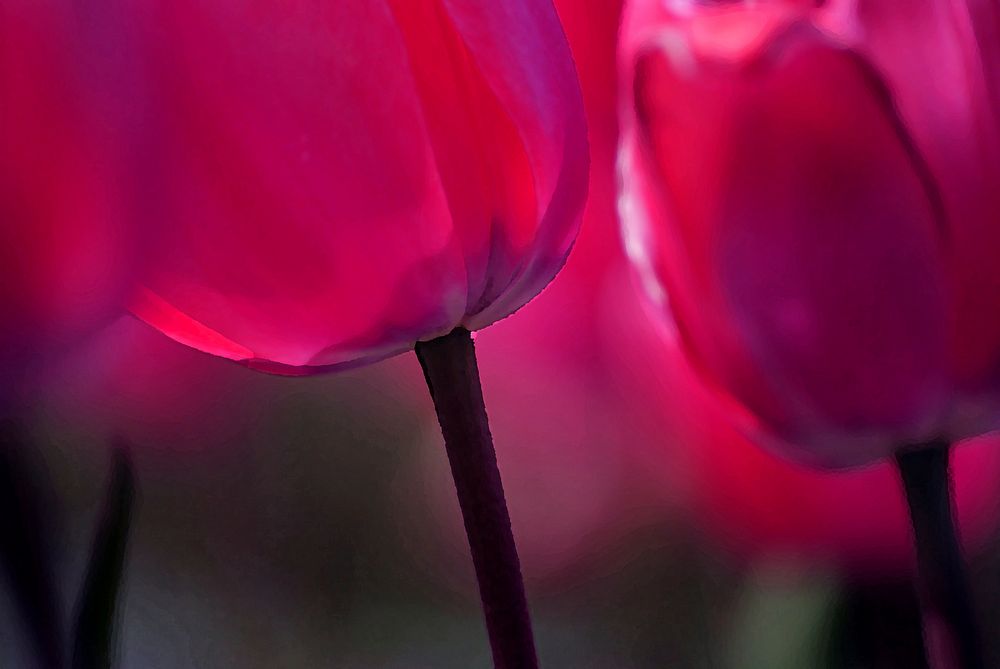 Tulips aglow. Original public domain image from Flickr