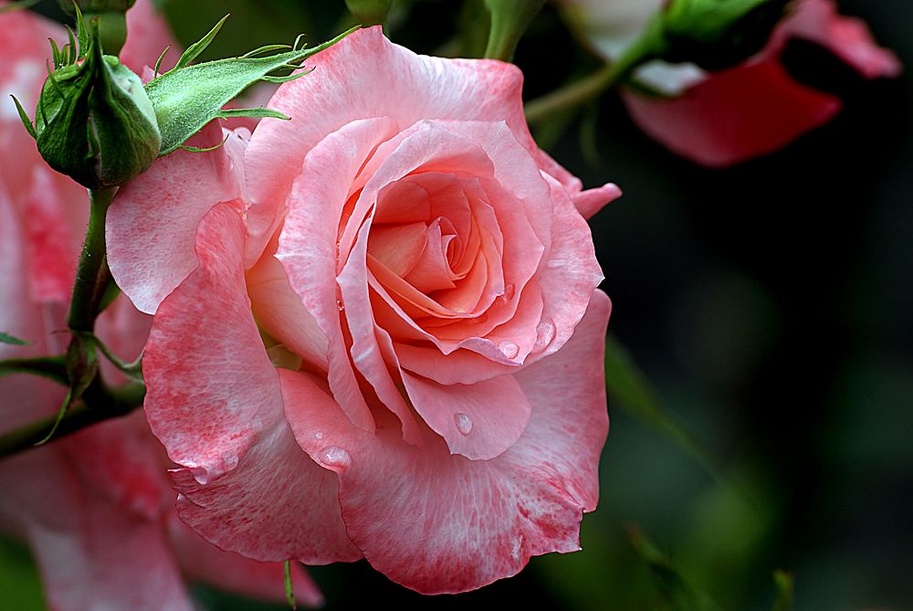 Trusses of soft salmon pink festoon this tall growing shrub rose. The buds opening are perfect for posy's and the vase.…