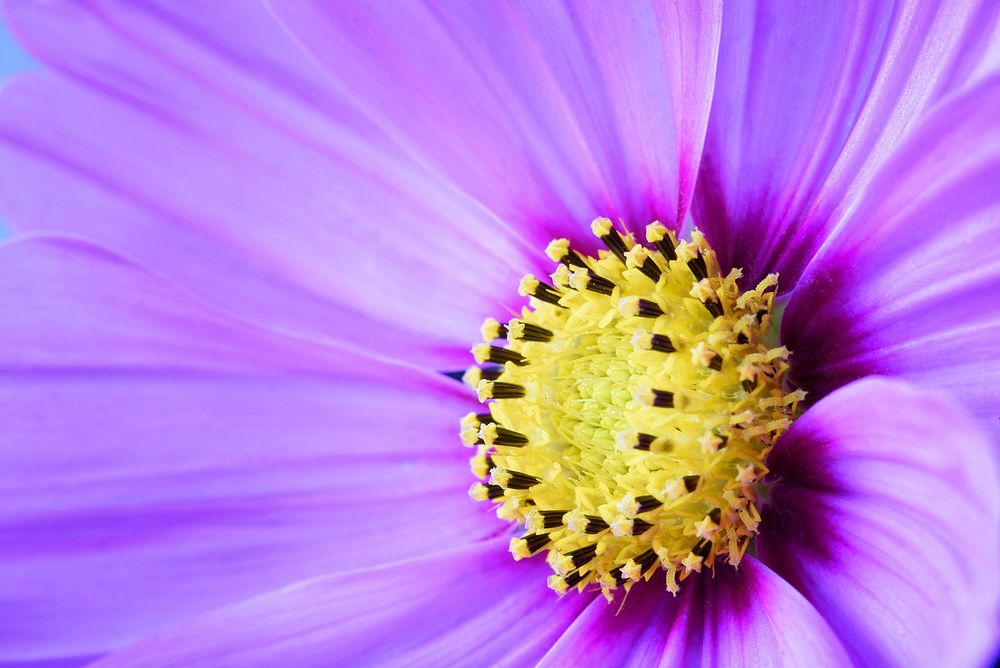 Purple cosmos background, macro shot. Free public domain CC0 photo.