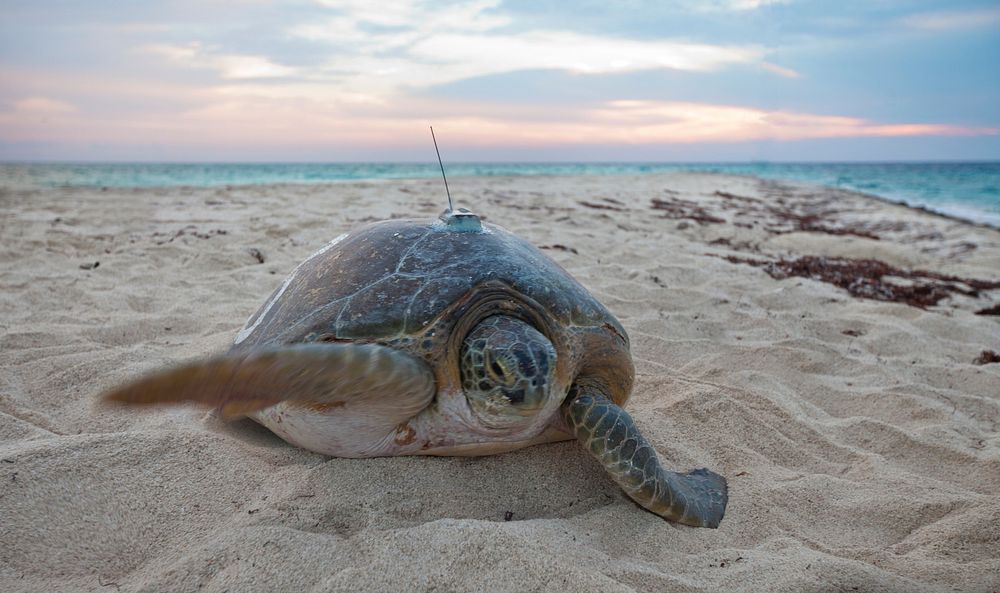 Tracking Sea Turtle. Original public domain image from Flickr