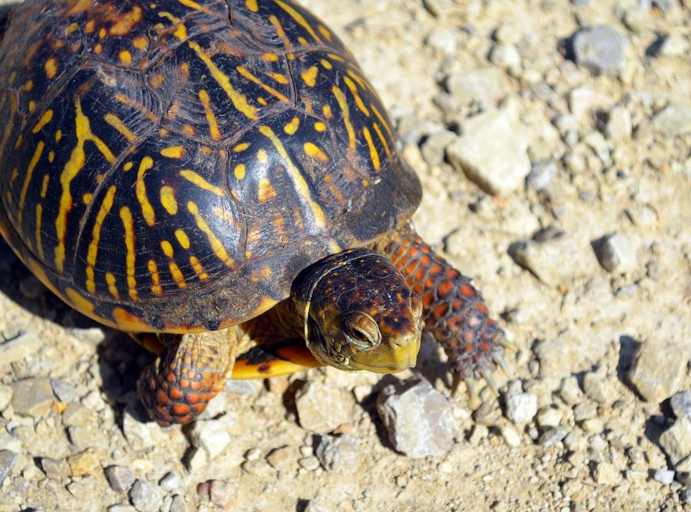 Ornate box turtle crossing the roadPhoto by Joanna Gilkeson/USFWS. Original public domain image from Flickr
