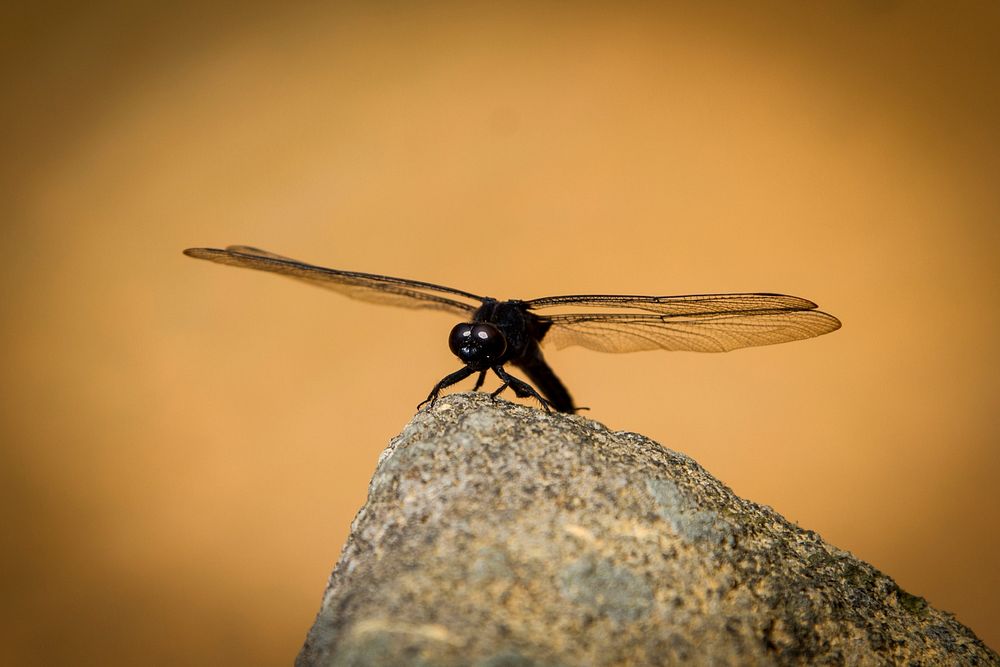 Dragonfly @ Yangmingshan National Park.
