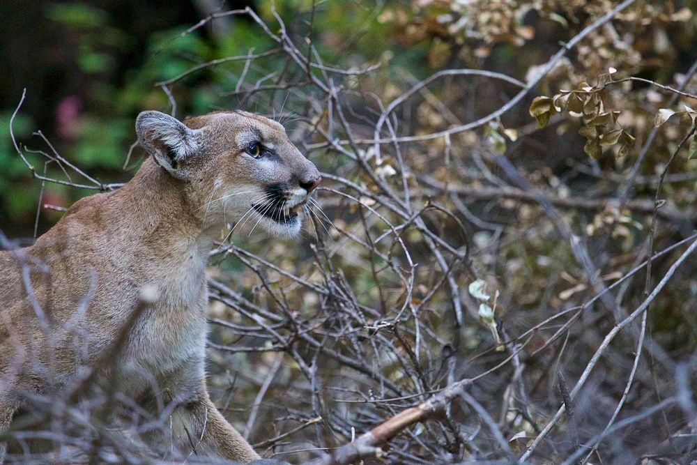 P-42 is a young female captured near Malibu Creek State Park in July of 2015. She is a previously unknown mountain lion who…