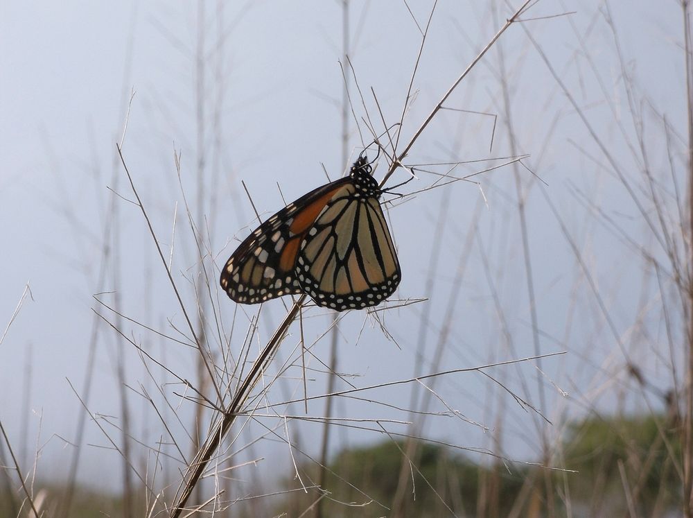 Monarch Butterfly, Two Rivers National Wildlife Refuge, IllinoisPhoto by Katie Dreas/USFWS. Original public domain image…
