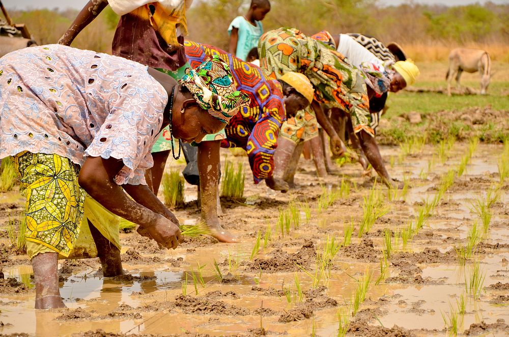 Rice fields in Gambia, West Africa, May 9, 2014.