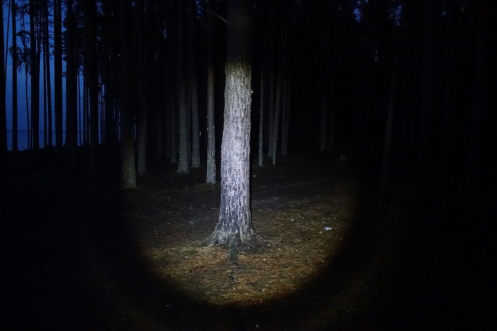 Scary dark forest background. Free public domain CC0 photo.