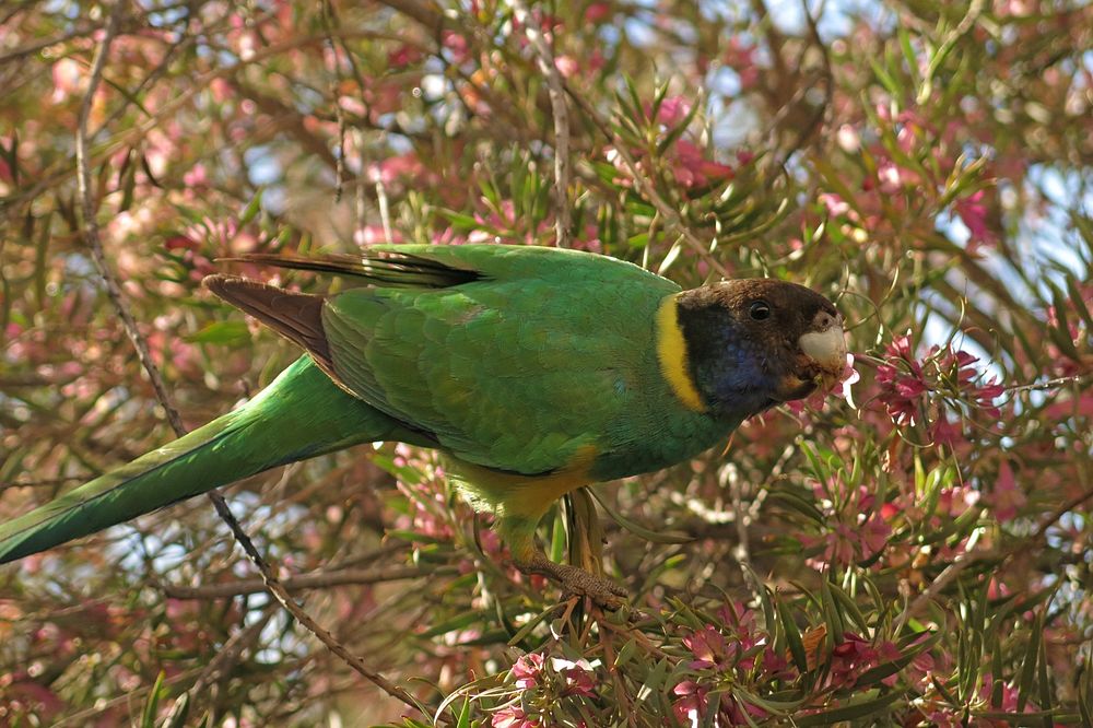 Australian ringneck parrot.