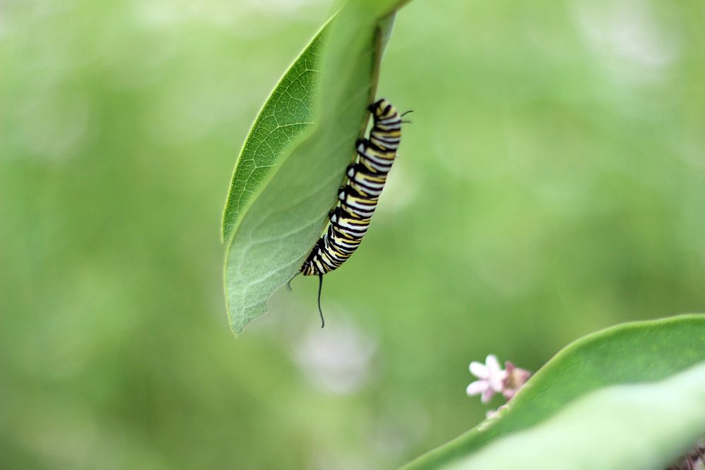 Monarch Caterpillar EatingThis busy monarch caterpillar was munching on a leaf of common milkweed.Photo by Courtney…