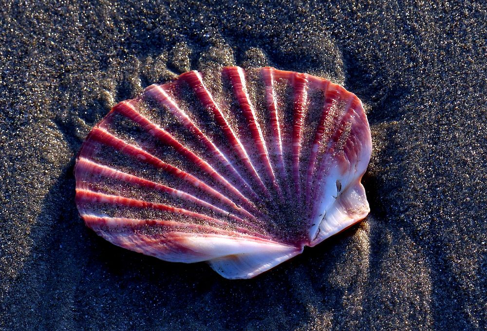 Scallop shell on the sands.Scallop is a common name that is primarily applied to any one of numerous species of saltwater…