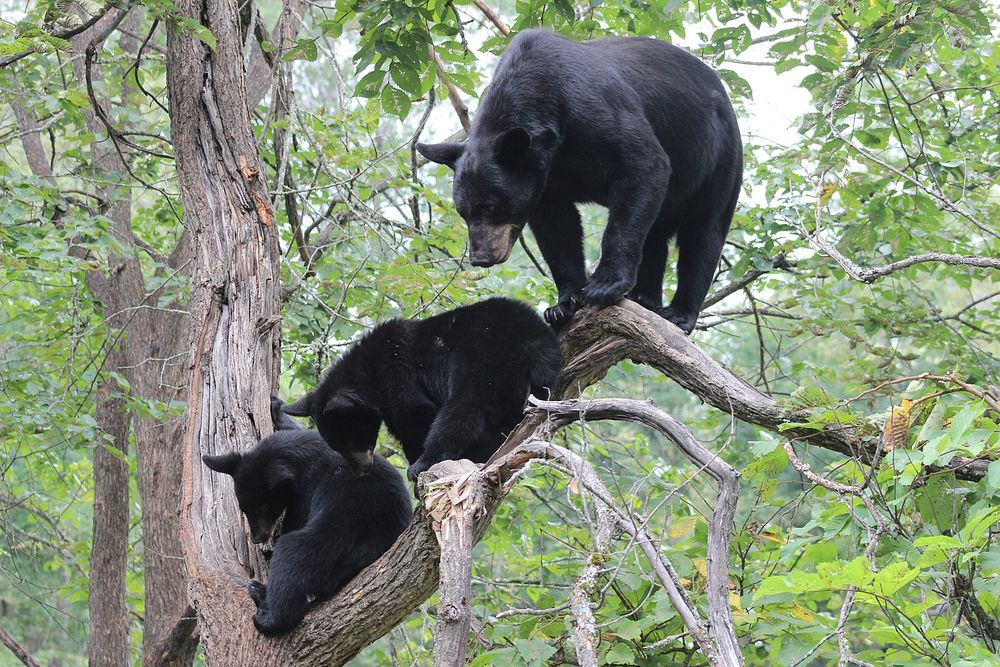 Black Bear Family. Original public domain image from Flickr