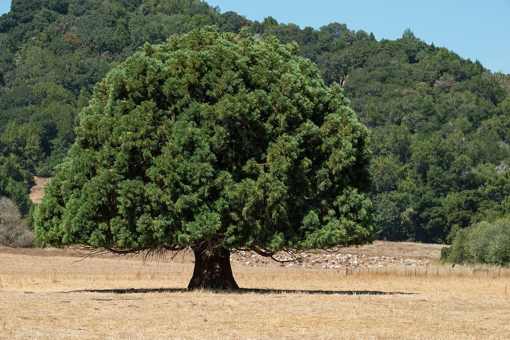 Drought stricken grassland in the 6,255 acre East Bay Regional Park District’s Briones Regional Park in Contra Costa County…