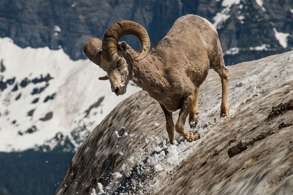 Mountain goat. Original public domain image from Flickr