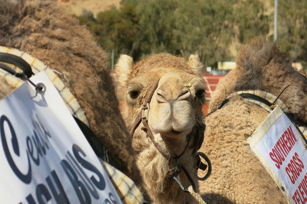 Pre-race nerves at the Alice Springs Camel Cup.