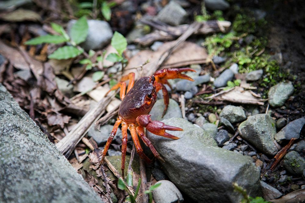 Red Crab @ Manyueyuan National Forest Recreation Area. Original public domain image from Flickr