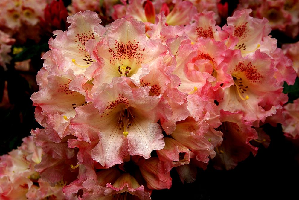 Rhododendron Petticoat lane.