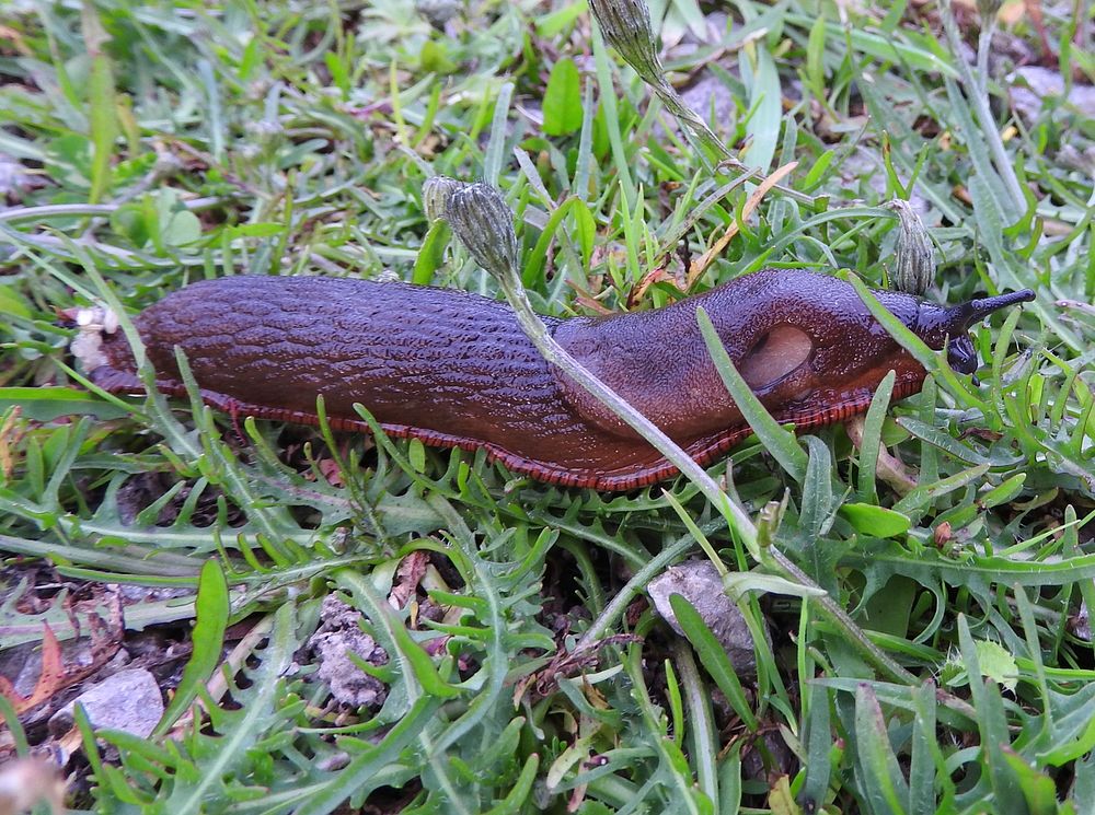 Slug. Cumbria. Original public domain image from Flickr