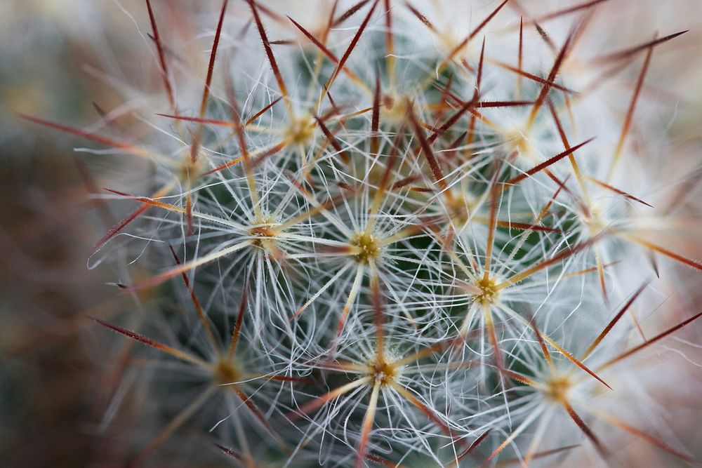 Cactus. Original public domain image from Flickr