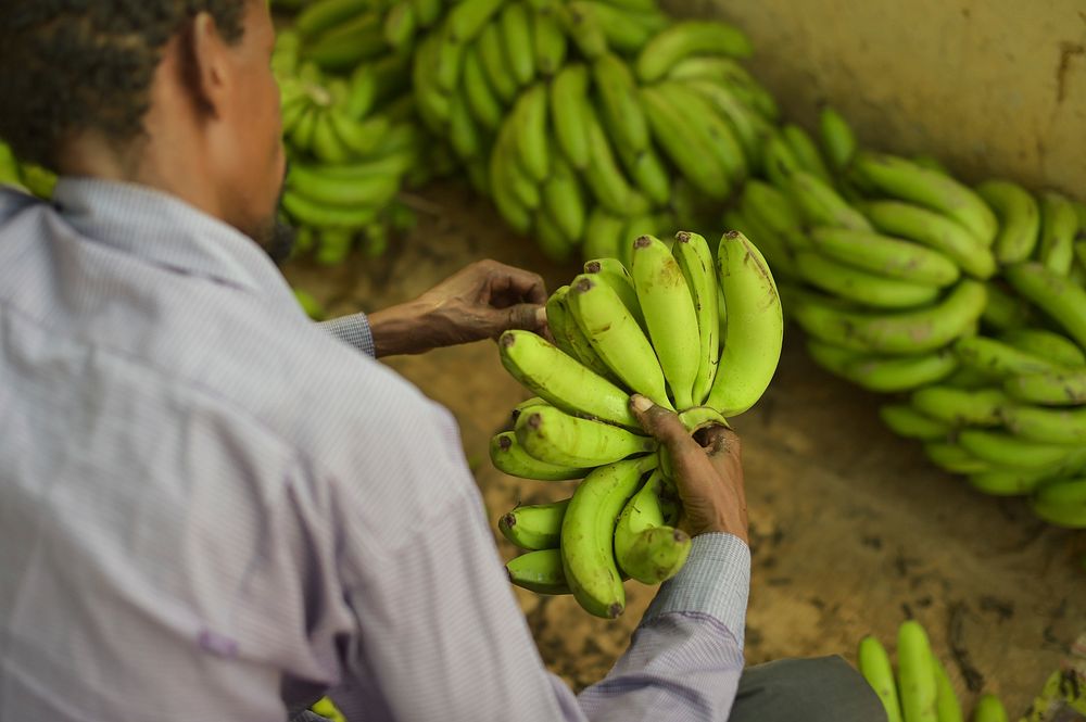 Worker sort bananas at the premises of Tass Enterprise, a fruit company operating in Wadajir district on June 29 2015.
