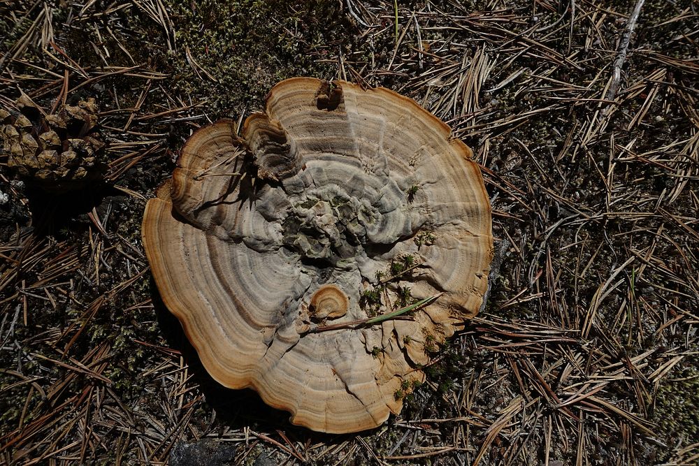 Cut tree trunk. Free public domain CC0 photo