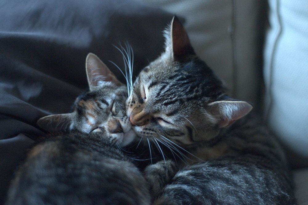 Cat grooming a kitten. Original public domain image from Flickr