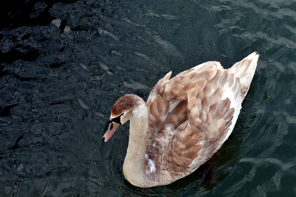 Free duck floating on water image, public domain animal CC0 photo.