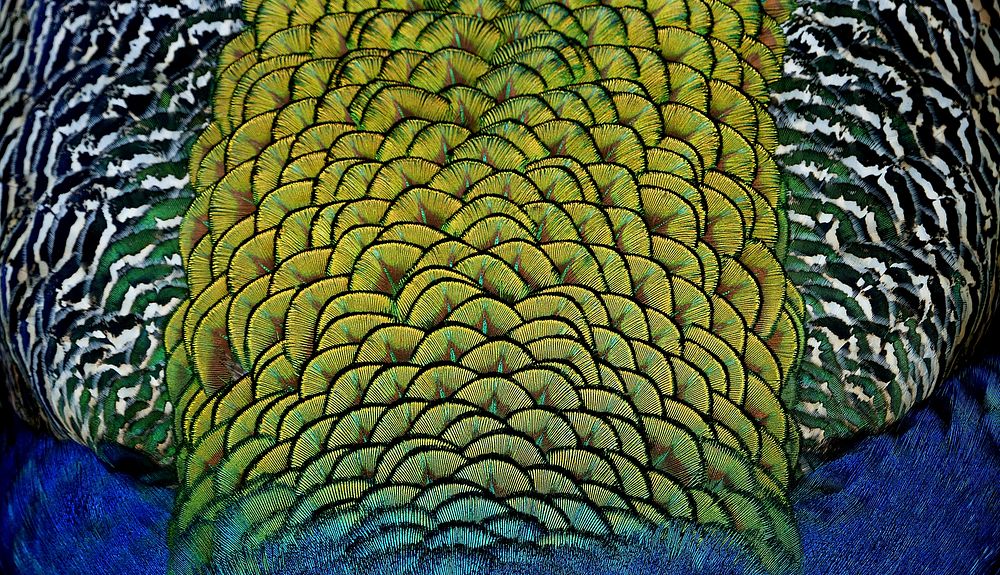 Close up peacock feathers picture. Original public domain image from Flickr