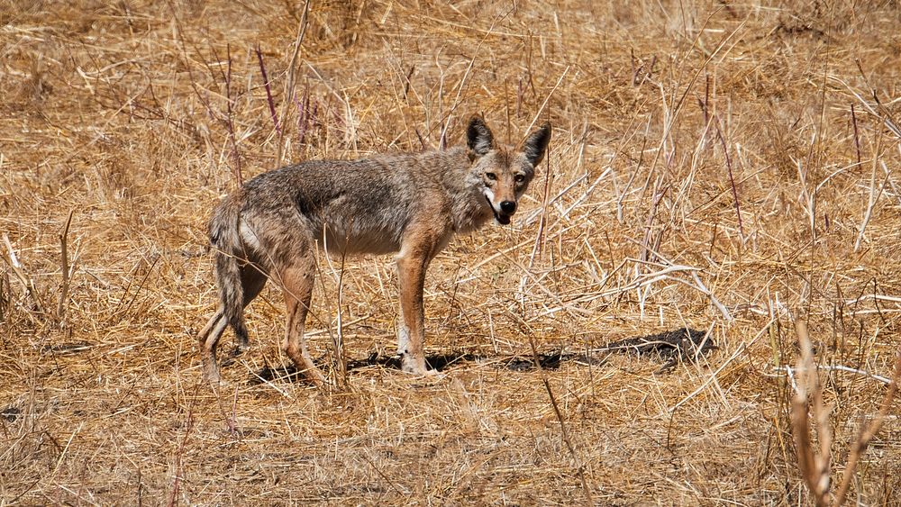 A coyote crosses drought stricken grassland in the 6,255 acre Briones Regional in Contra Costa County, CA. on Friday, July…