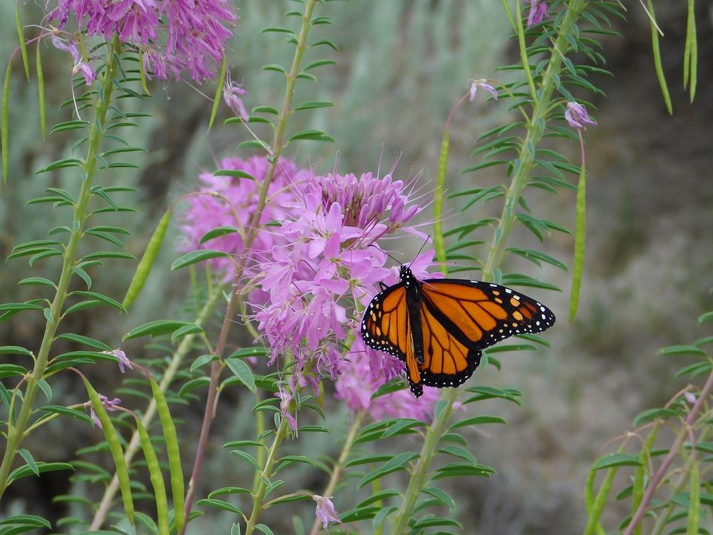 Monarch butterfly pollinating bee plant_DSCN0557
