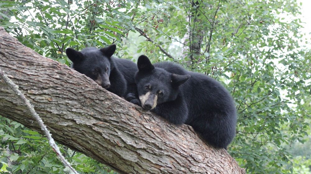 Resting Black BearsPhoto by Courtney Celley/USFWS. Original public domain image from Flickr