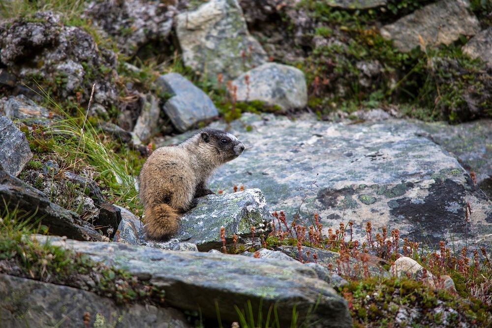 Hoary Marmot Juveline - Marmota caligataNPS / Jacob W. Frank. Original public domain image from Flickr