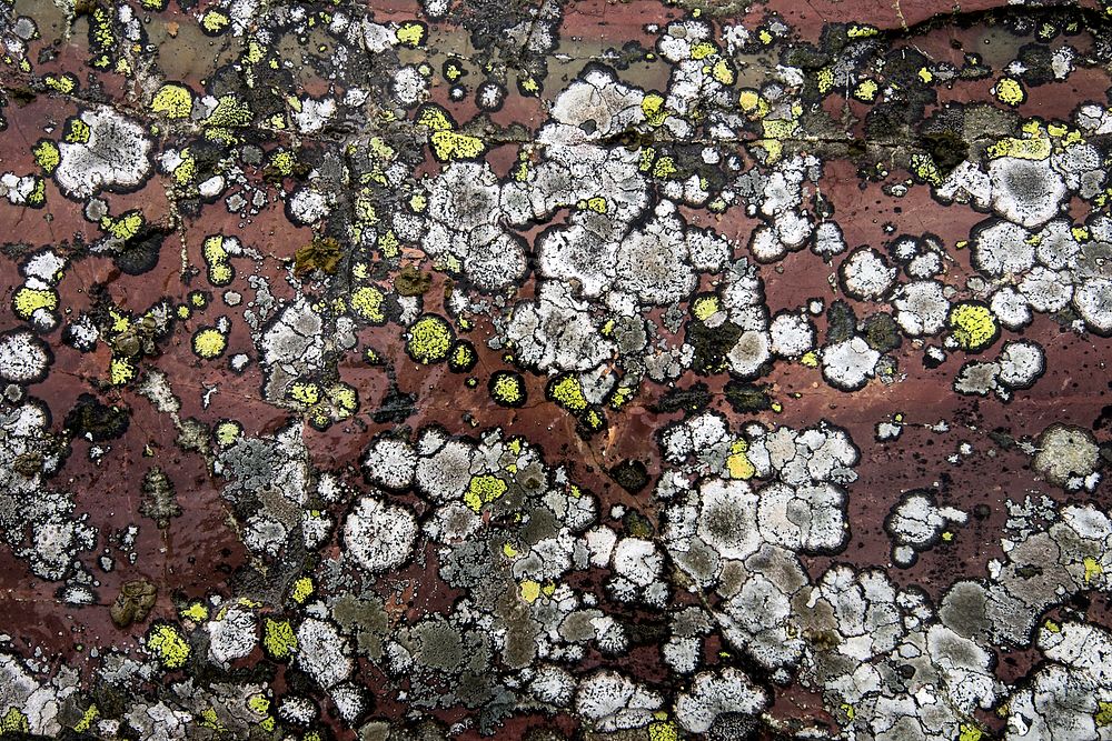 Stone and moss texture, Gunsight Trail - Looking for the Big Dipper. Original public domain image from Flickr