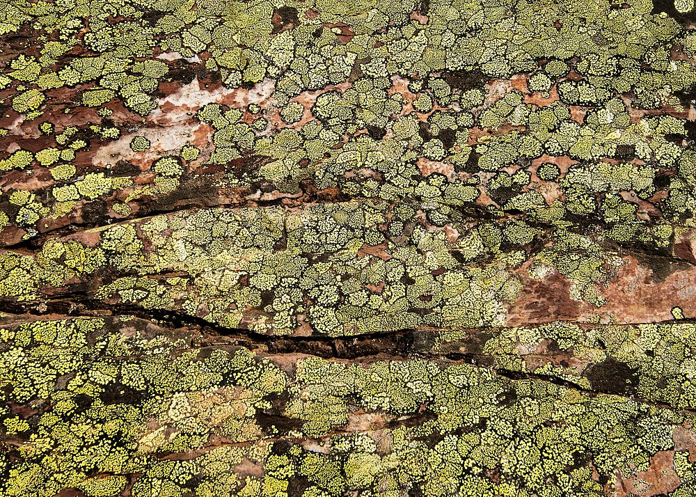 Lichen of the world. Original public domain image from Flickr