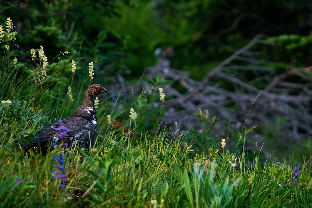 Grouse. Original public domain image from Flickr