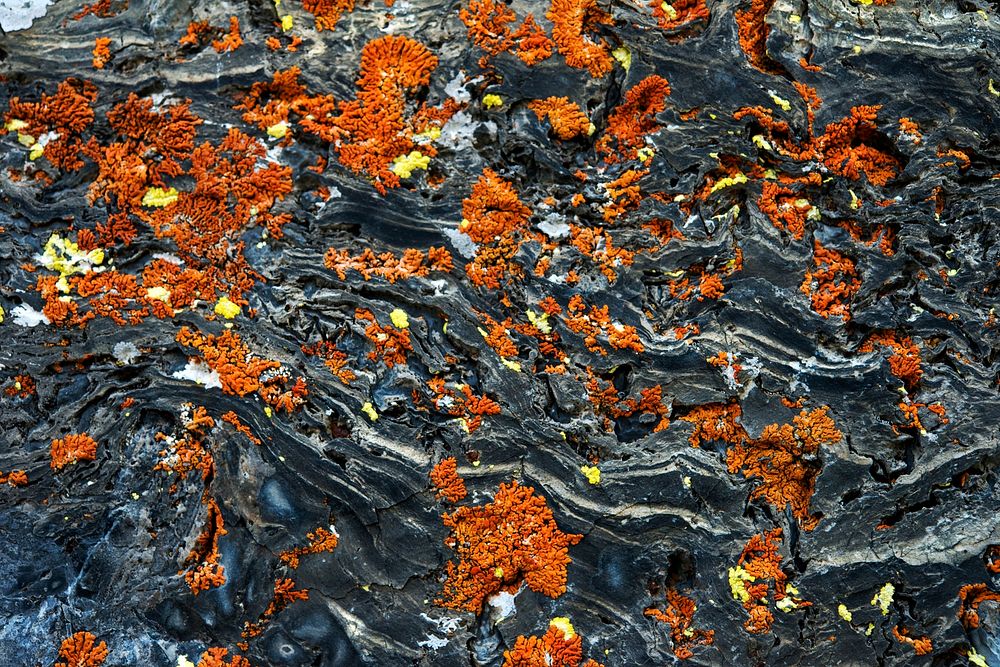 Lichen- Danse Macabre. Original public domain image from Flickr