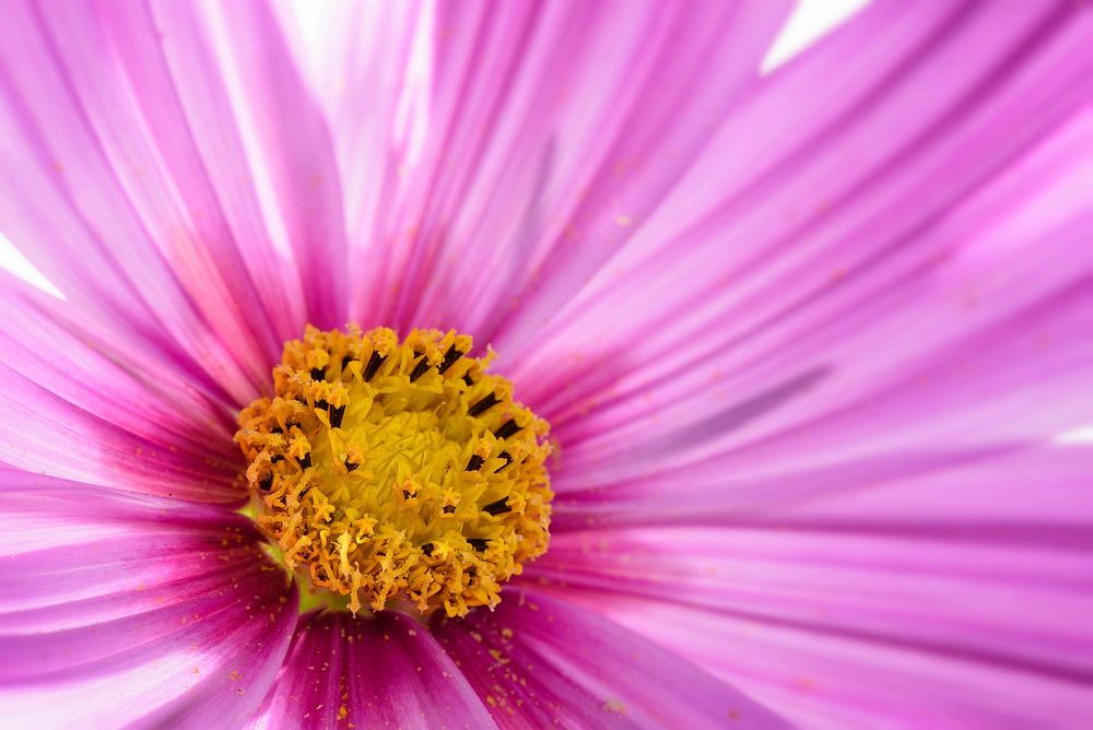 Pink cosmos background, macro shot. Free public domain CC0 photo.