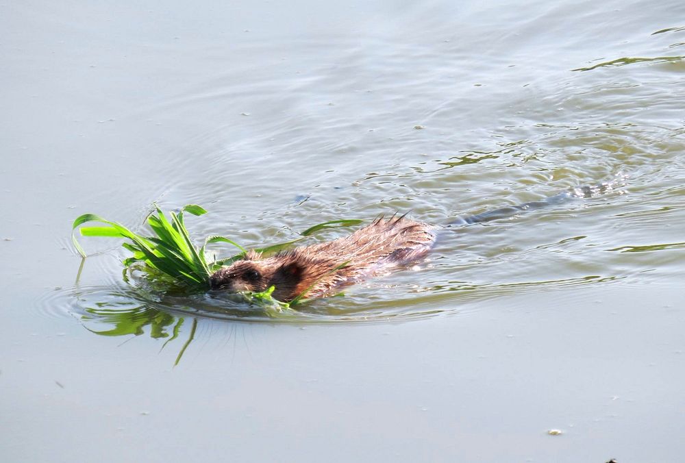 Muskrat Ready for Lunch!This muskrat at Port Louisa National Wildlife Refuge in Iowa is ready for lunch! Vegetation makes up…