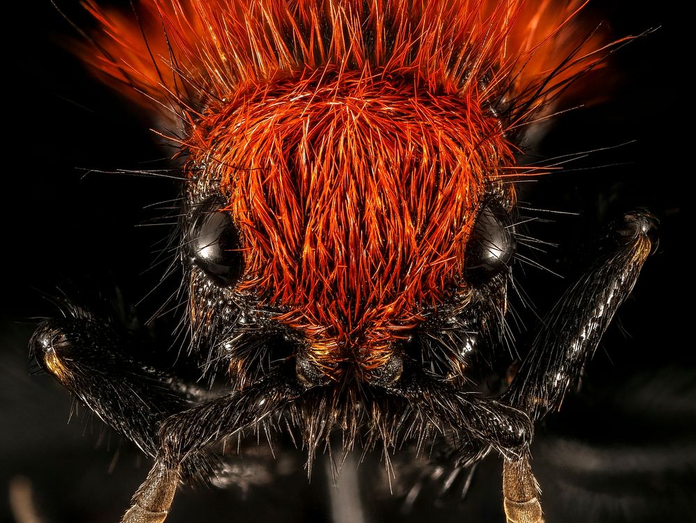 Cow Killer &mdash; This close up of a Velvet Ant (which isn't really an ant, but a wasp) is feared by many due to the "Cow…