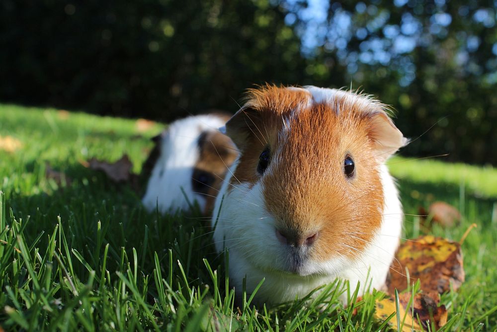 Guinea pig on the green grass.